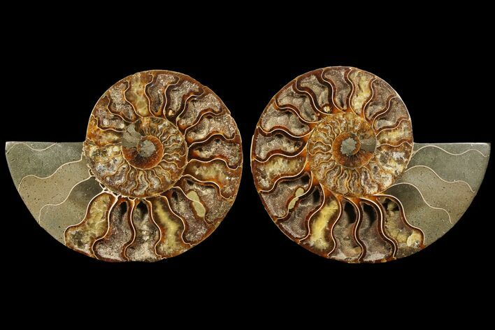 Cut & Polished Ammonite Fossil - Deep Crystal Pockets #94197